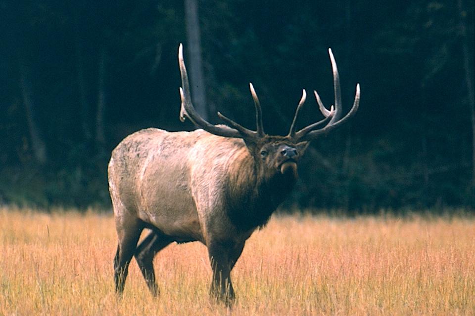 Jackson Elk Herd Hunt: Deeper Cuts After Public Feedback Jackson Elk Herd Hunt: Deeper Cuts After Public Feedback