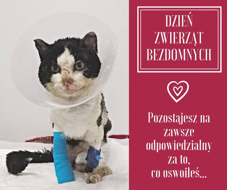 Jak Uczcić Międzynarodowy Dzień Zwierząt Bezdomnych (4 Kwietnia)?