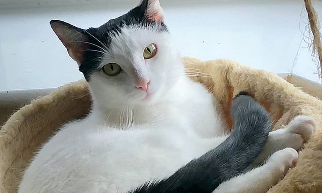 Kashmir Cat Owners Alarmed By Viral Social Media Posts Kashmir Cat Owners Alarmed By Viral Social Media Posts