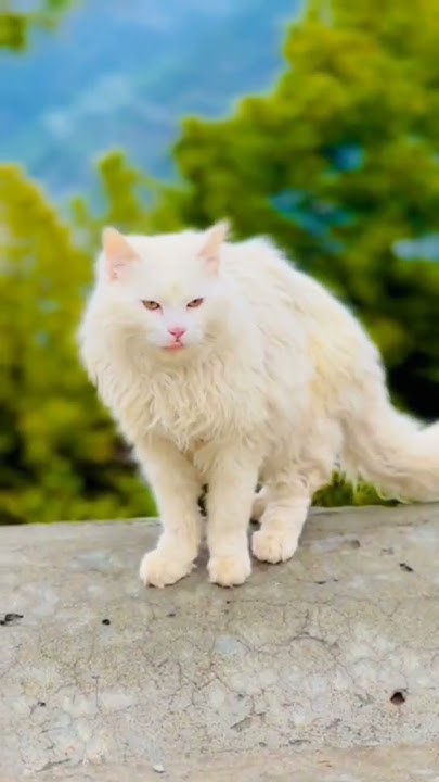 Kashmiri Cat Owners Respond To Viral Online Posts Kashmiri Cat Owners Respond To Viral Online Posts