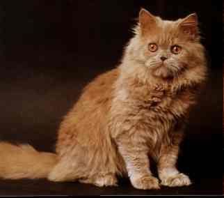 Kashmiri Cat Owners Respond To Worrying Online Trends Kashmiri Cat Owners Respond To Worrying Online Trends