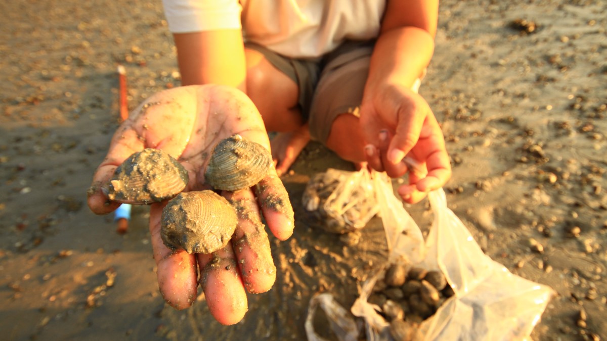 Kodiak Waters: Two Consecutive Harmful Algal Blooms Warn Shellfish Harvesters