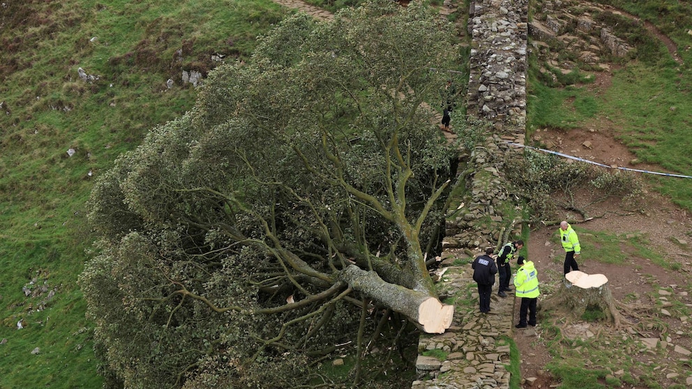 Landmark Sycamore Gap Tree: Conviction Of Men Responsible For Felling Landmark Sycamore Gap Tree: Conviction Of Men Responsible For Felling