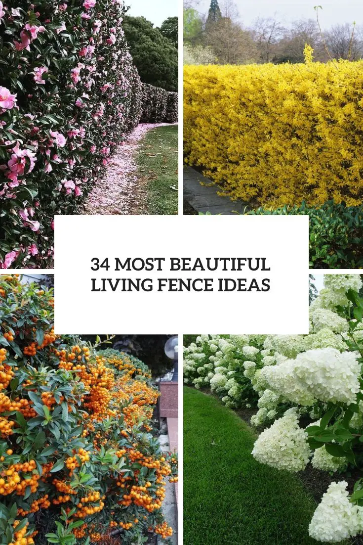 Living Fence Construction: Choosing The Right Plants And Techniques Living Fence Construction: Choosing The Right Plants And Techniques