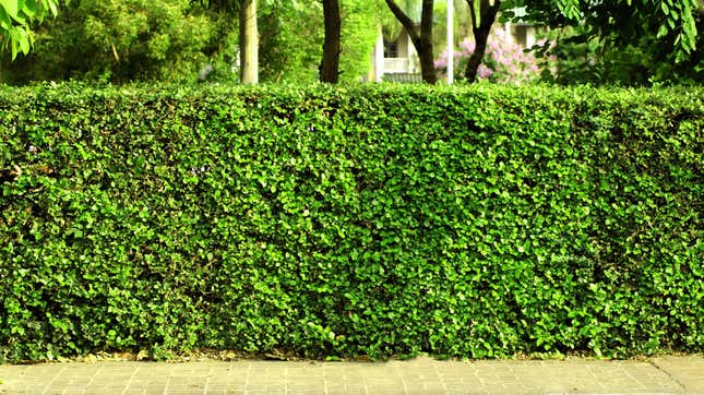 Living Fences: A Practical Guide To Design, Planting, And Care Living Fences: A Practical Guide To Design, Planting, And Care