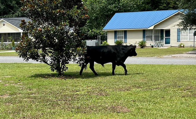 Loose Cows Spotted Near Lancaster County Park Loose Cows Spotted Near Lancaster County Park