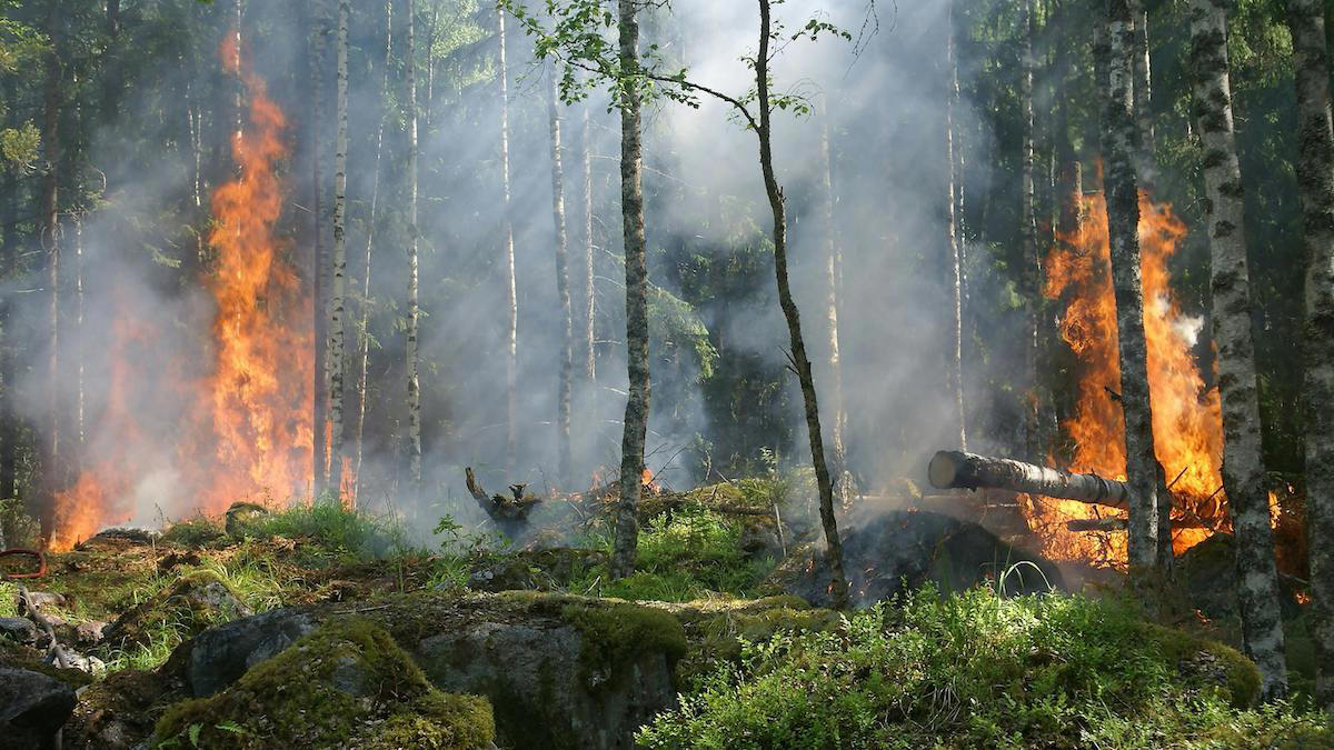 Los Angeles Wildfires And The Troubling Trend Of Disaster Speculation Los Angeles Wildfires And The Troubling Trend Of Disaster Speculation