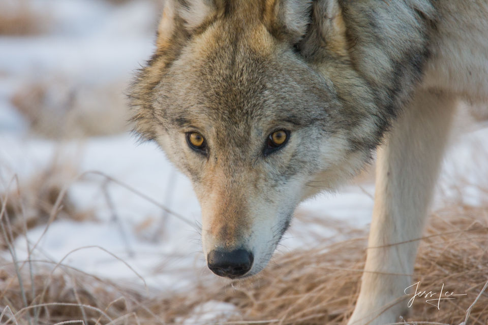 Lost Wolves Of Yellowstone: First Trailer Released Lost Wolves Of Yellowstone: First Trailer Released