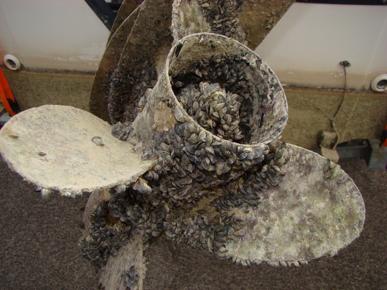 Massive Zebra Mussel Infestation Found On Casper Boat Lift Massive Zebra Mussel Infestation Found On Casper Boat Lift
