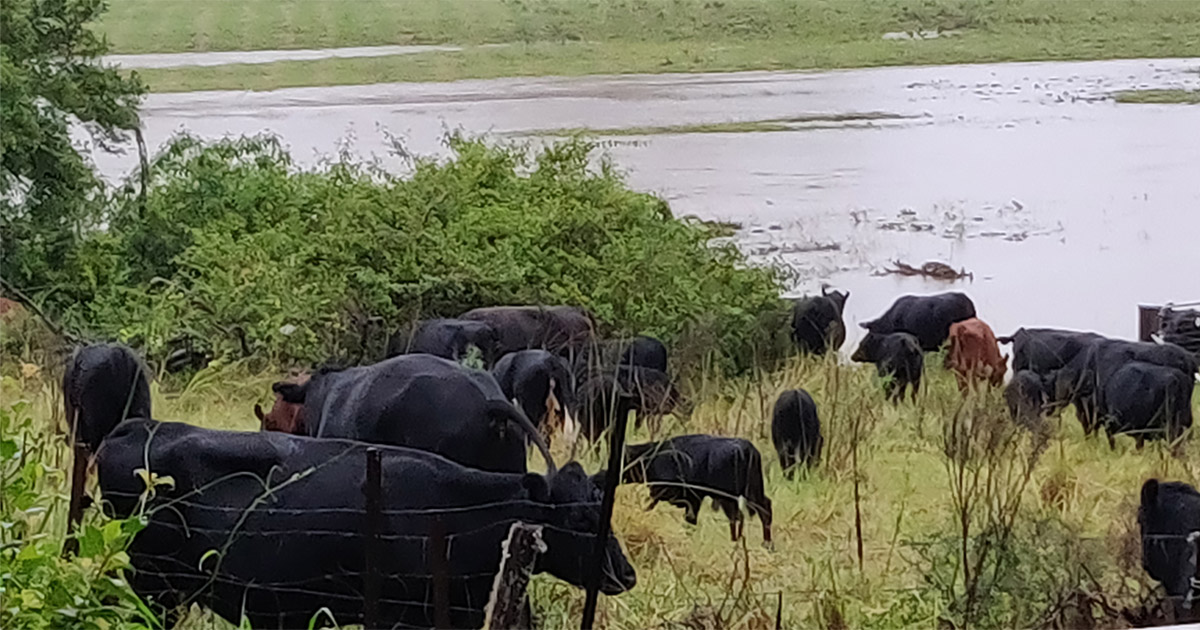 Minimizing Livestock Losses During And After Floods