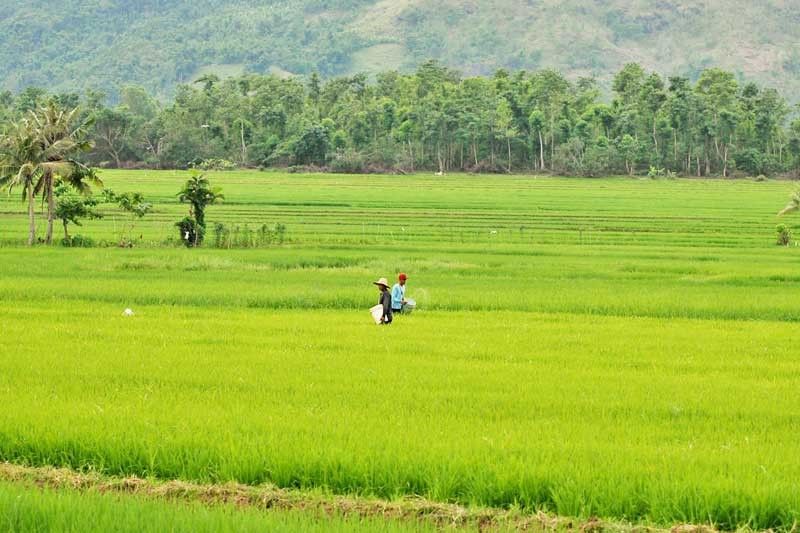 Monsoon Prediction: Good News For Indian Farm Sector Growth And Consumption Monsoon Prediction: Good News For Indian Farm Sector Growth And Consumption