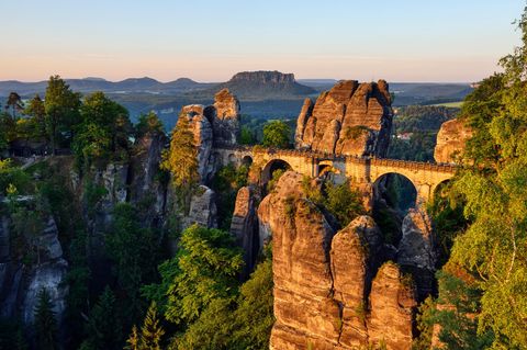 Naturschutz In Der Sächsischen Schweiz: 190.000 Bäume Gepflanzt Naturschutz In Der Sächsischen Schweiz: 190.000 Bäume Gepflanzt