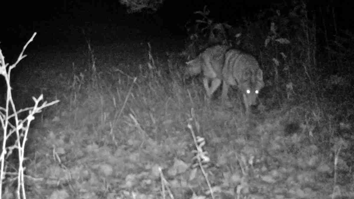 Night Hunter: Strategies And Techniques For Nighttime Hunting Night Hunter: Strategies And Techniques For Nighttime Hunting