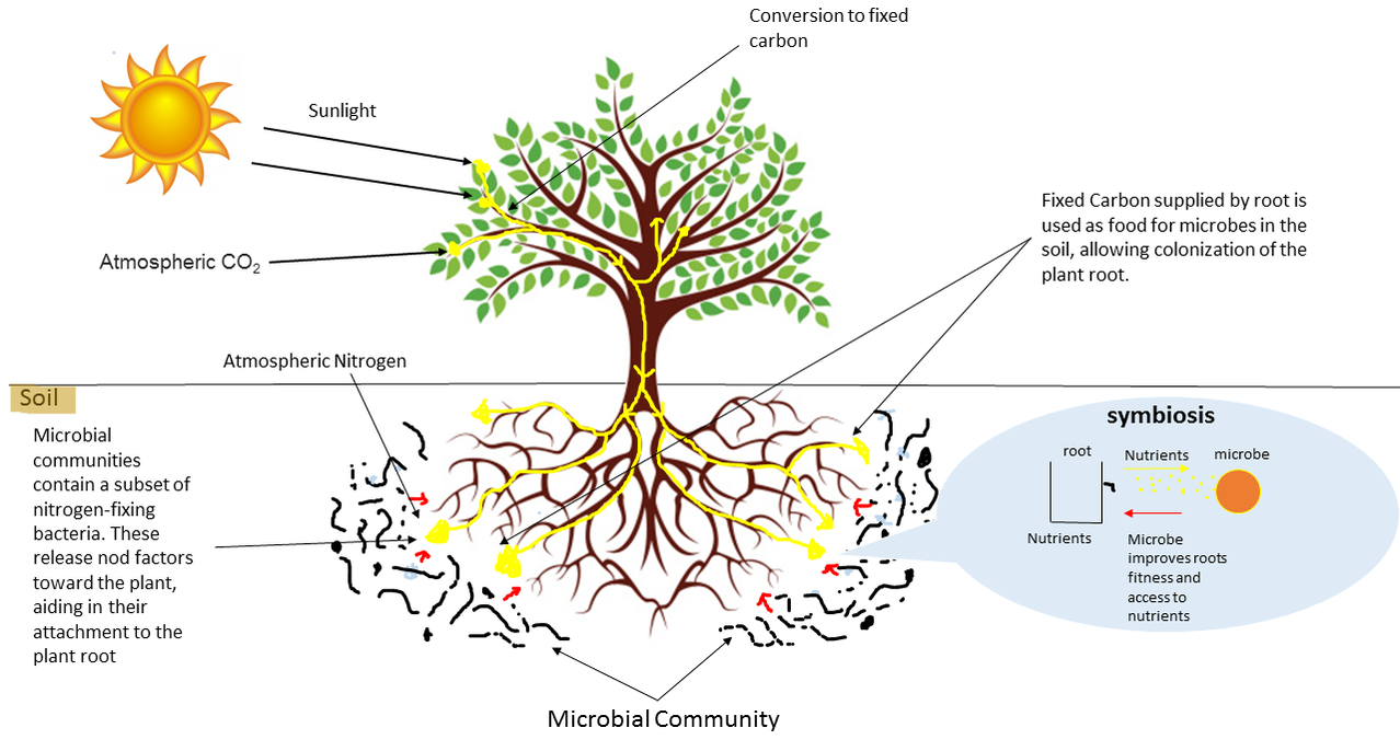 Observing Life Cycles: The Role Of Campus Farm Animals In Student Learning Observing Life Cycles: The Role Of Campus Farm Animals In Student Learning