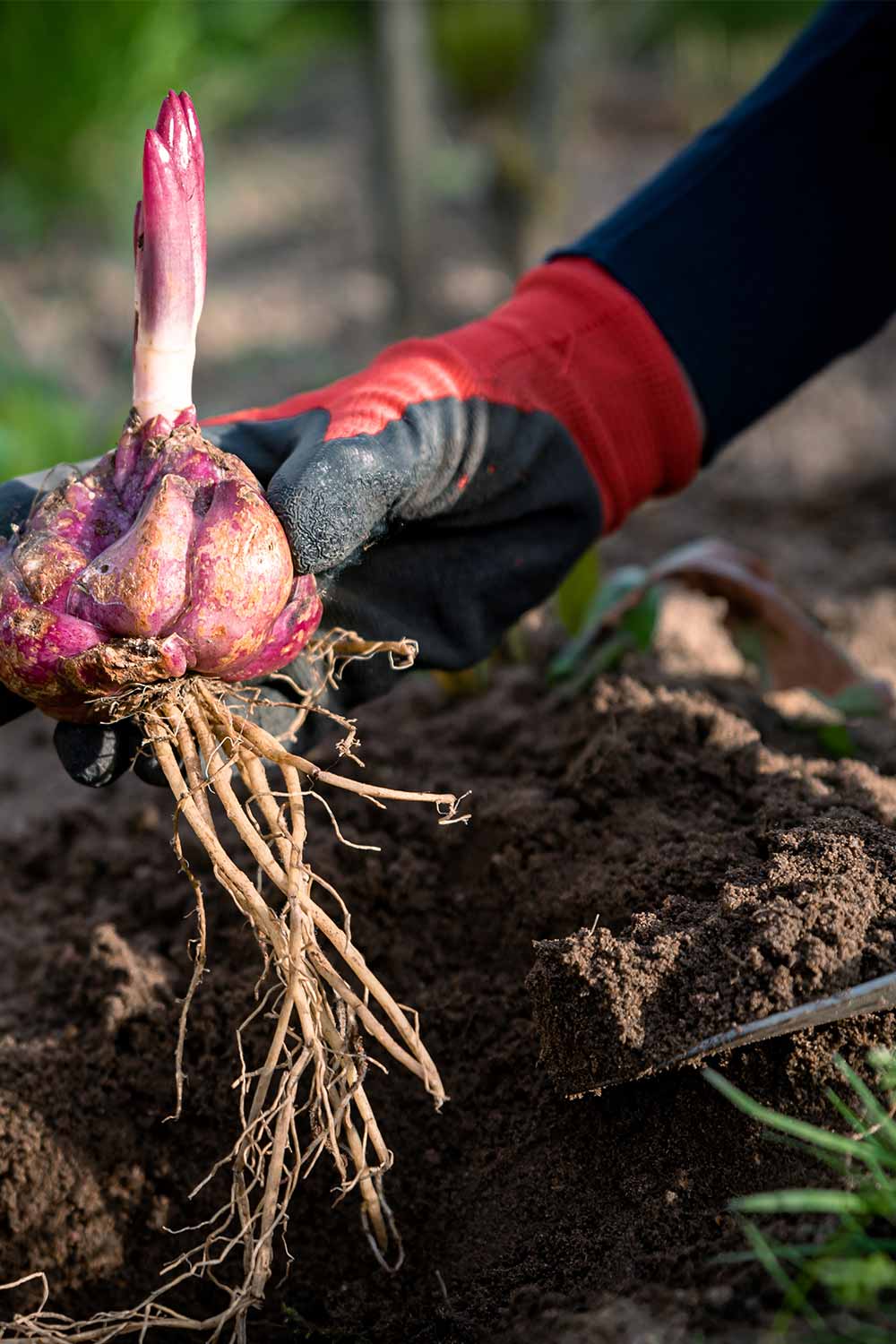 Planting Hyacinth Bulbs: A Guide To Stunning Blooms Planting Hyacinth Bulbs: A Guide To Stunning Blooms