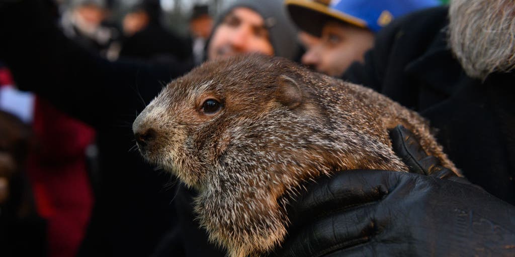 Punxsutawney Phil's Child's First Birthday Celebration Punxsutawney Phil's Child's First Birthday Celebration