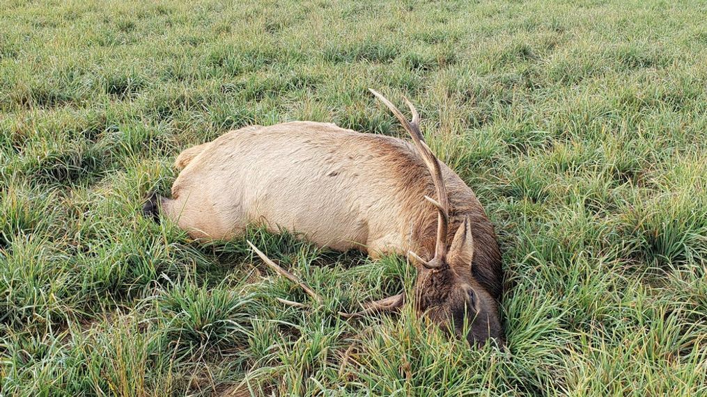 Remote Lodge Break-In Leads To RCMP Investigation Of Poaching