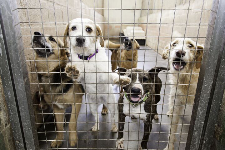 Rising Pet Healthcare Costs In The UK: A Critical Analysis Of Corporate Influence Rising Pet Healthcare Costs In The UK: A Critical Analysis Of Corporate Influence