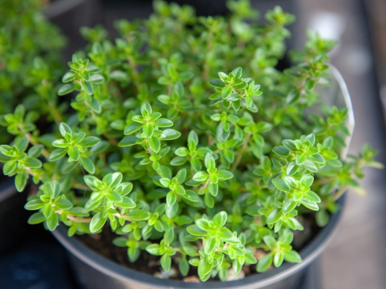 Rosemary & Thyme: A Culinary Guide To Herb Gardening