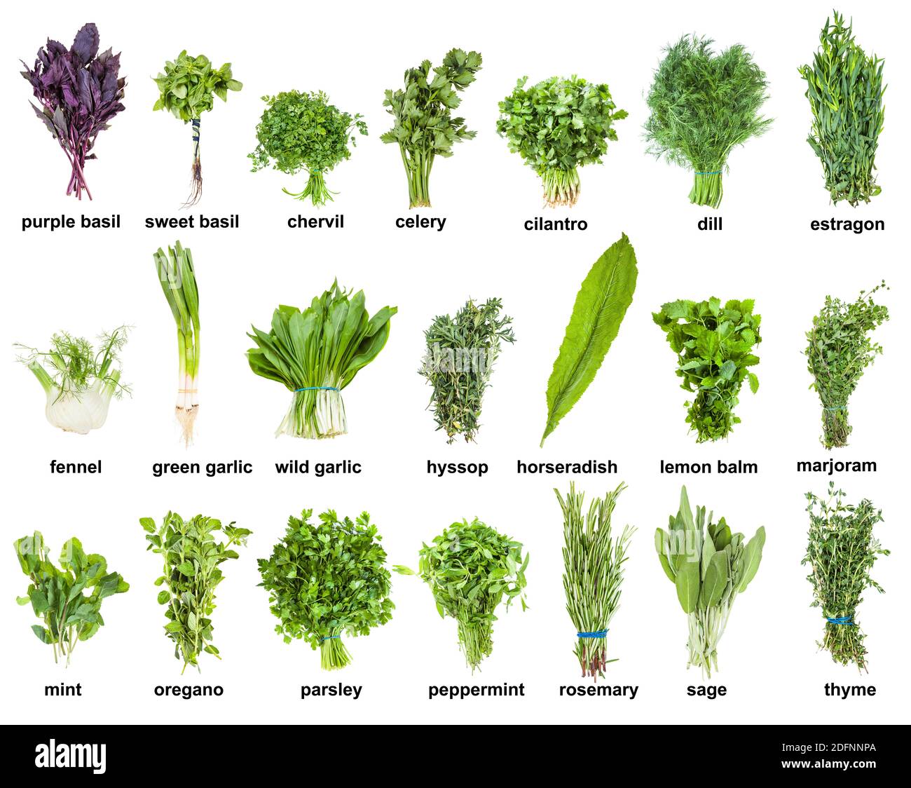 Rosemary & Thyme: A Culinary Herb Guide