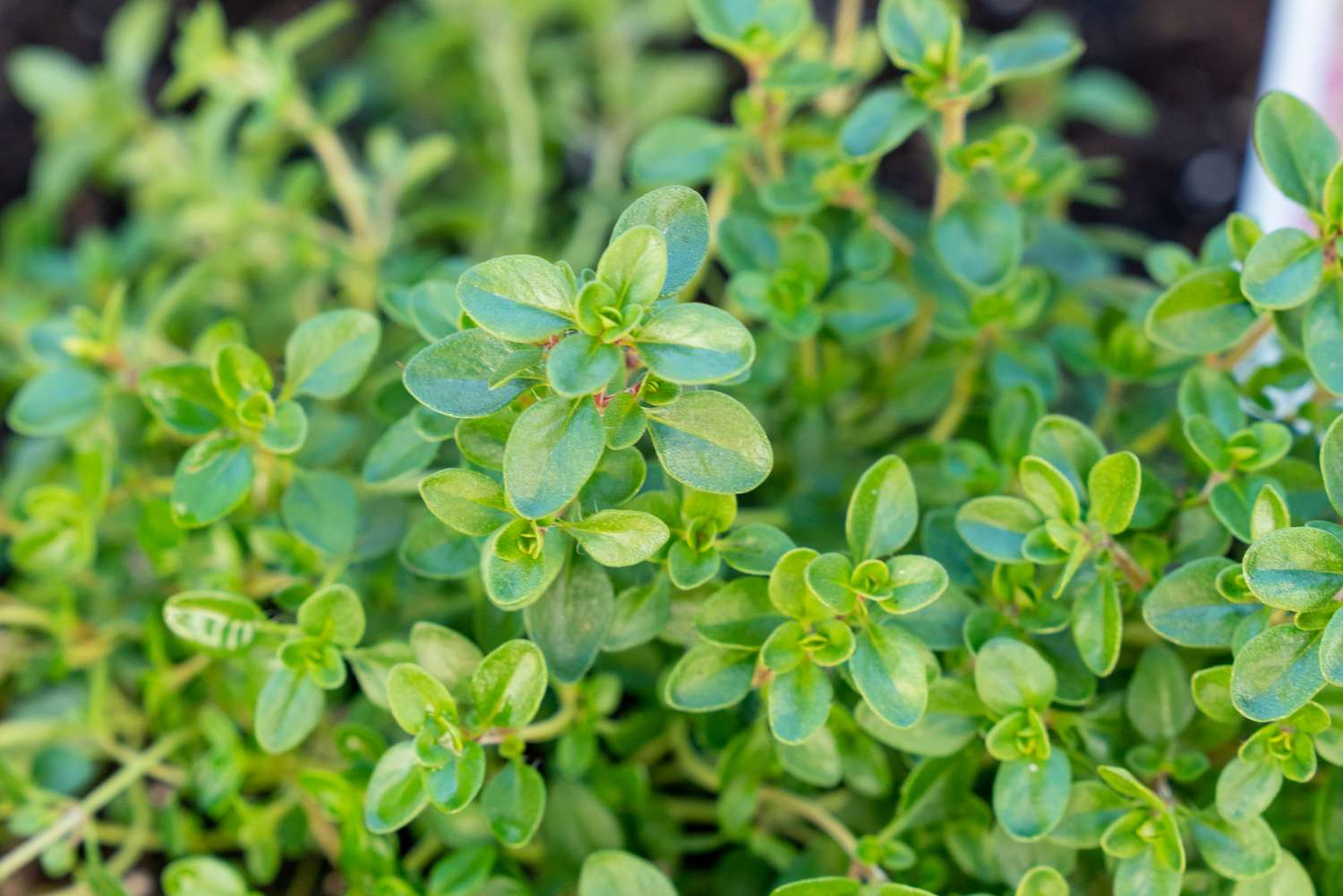 Rosemary & Thyme: Benefits, Uses, And How To Grow Them At Home