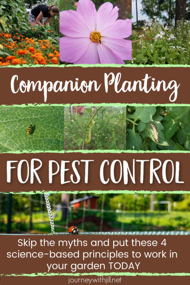 Rosemary & Thyme: Companion Planting And Pest Control Rosemary & Thyme: Companion Planting And Pest Control
