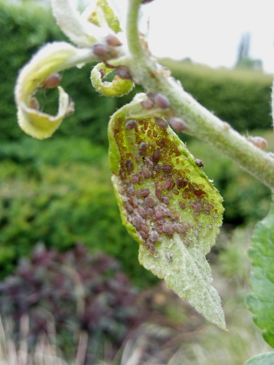 Rosy Apple Aphid Threatens Apple Harvest: 10-30% Reduction Predicted Rosy Apple Aphid Threatens Apple Harvest: 10-30% Reduction Predicted
