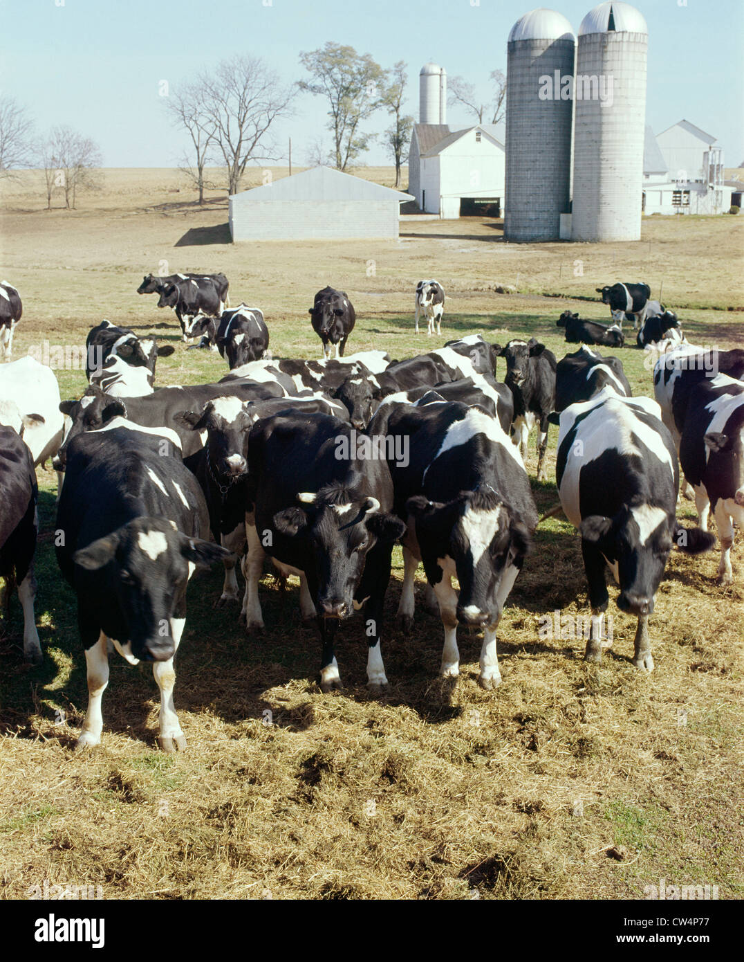 Search Continues For Two Loose Cows In Lancaster County Search Continues For Two Loose Cows In Lancaster County