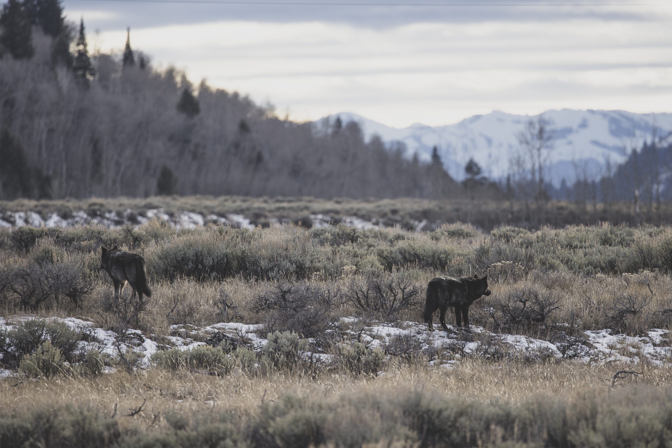 Second Translocated Colorado Gray Wolf Dies In Wyoming Second Translocated Colorado Gray Wolf Dies In Wyoming