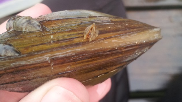 Significant Zebra Mussel Population Found In Casper Significant Zebra Mussel Population Found In Casper