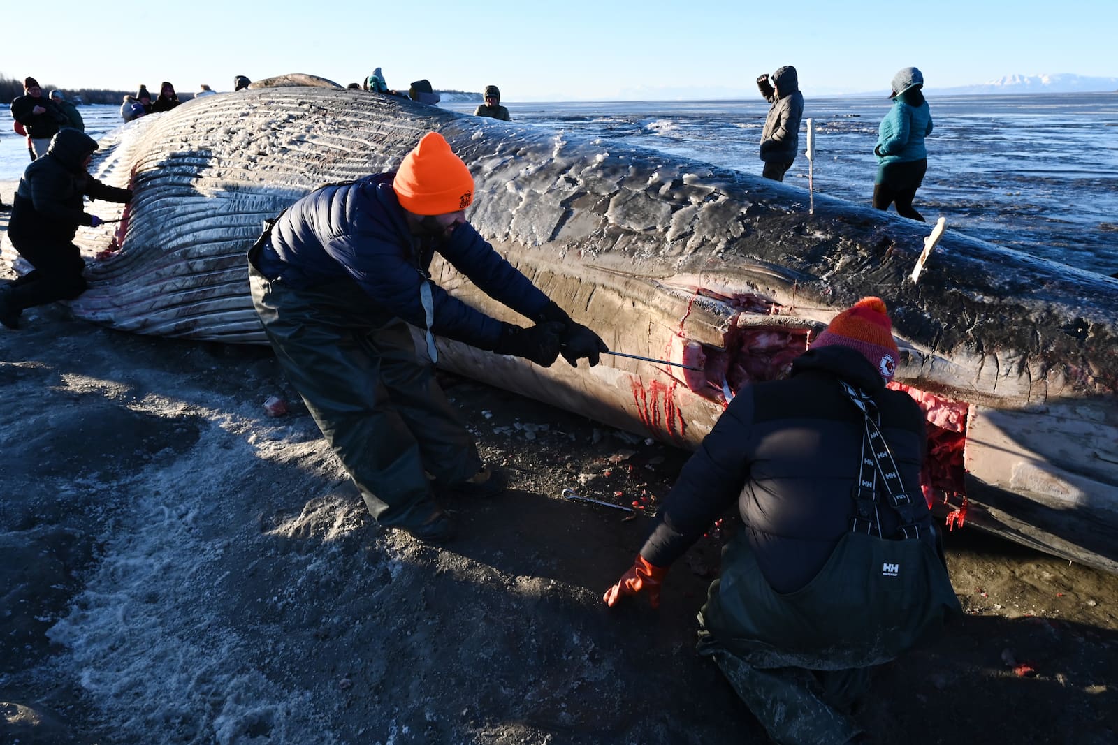 Soft Mudflats And Warming Weather Complicate Anchorage Fin Whale Skeleton Salvage Soft Mudflats And Warming Weather Complicate Anchorage Fin Whale Skeleton Salvage