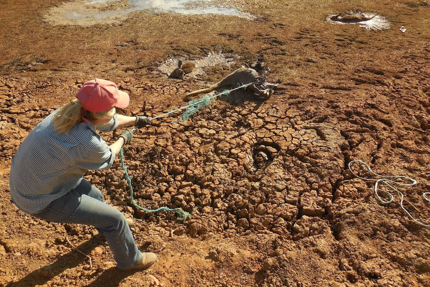 South Australian Drought Intensified By Kangaroo Overgrazing South Australian Drought Intensified By Kangaroo Overgrazing