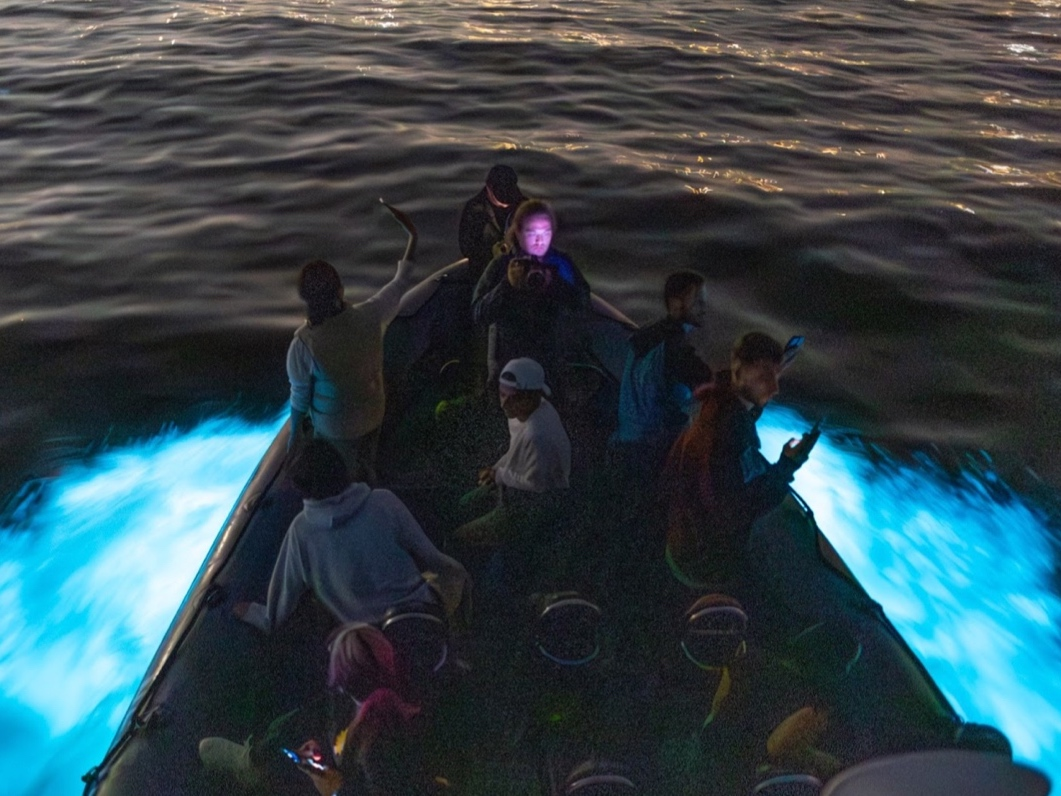 Southern California Bioluminescent Waves: Spring And Fall Viewing Guide Southern California Bioluminescent Waves: Spring And Fall Viewing Guide