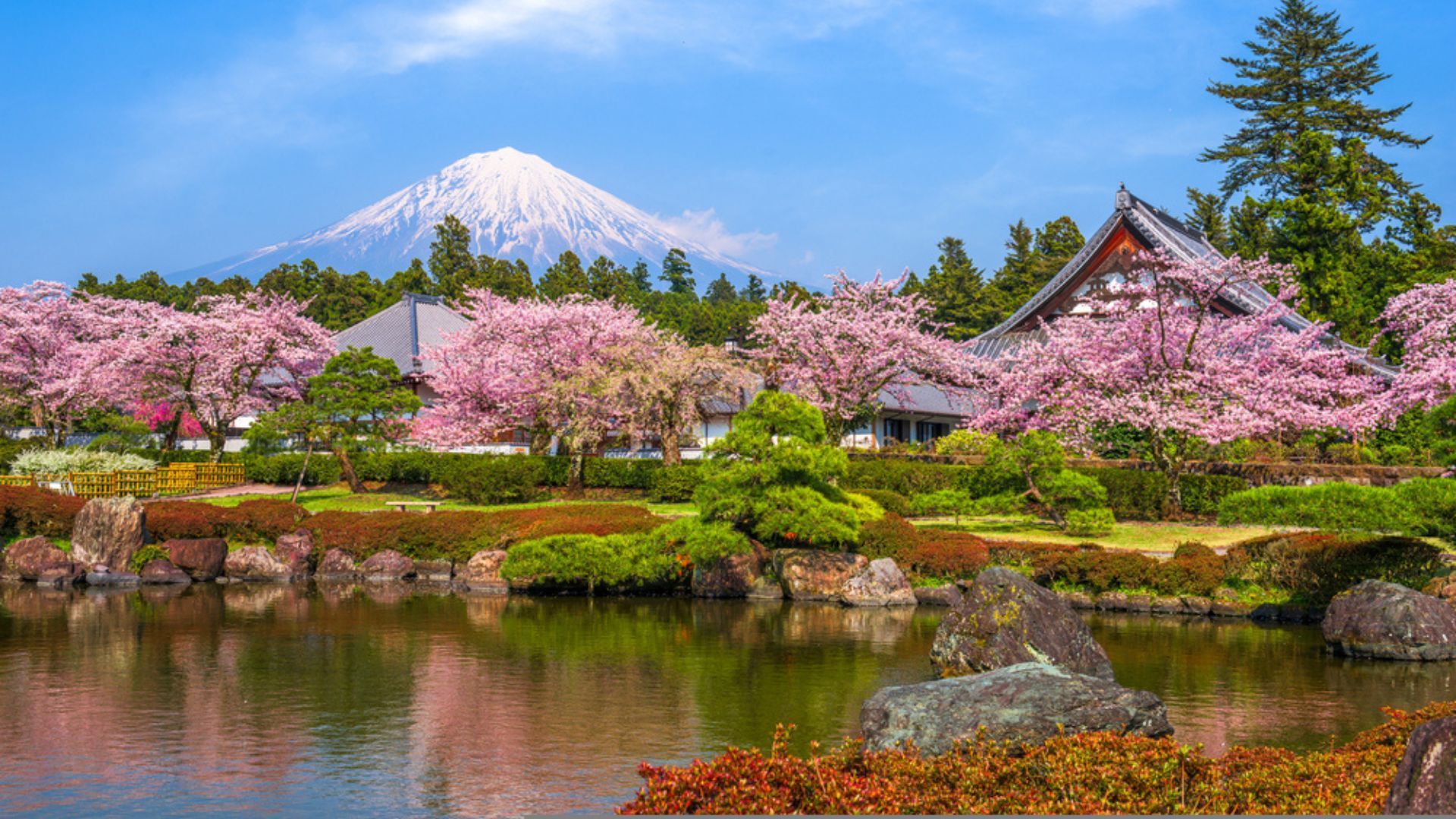 Springwatch In Japan: Cherry Blossom Season Guide Springwatch In Japan: Cherry Blossom Season Guide