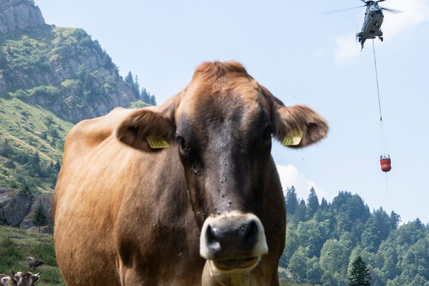 Swiss Village Evacuates Cows Via Airlift: Logistics And Challenges Swiss Village Evacuates Cows Via Airlift: Logistics And Challenges