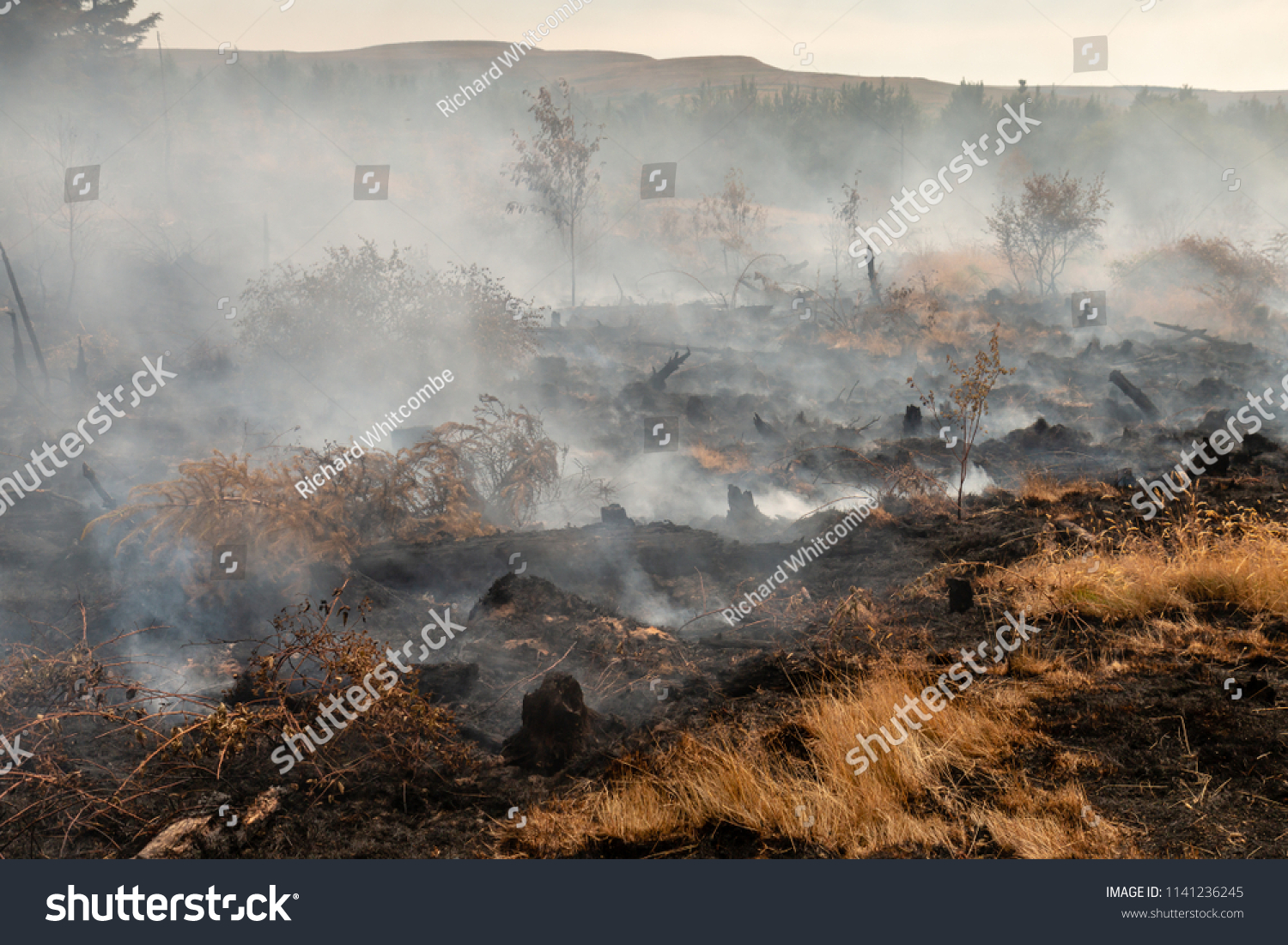 The Devastating Effect Of Wildfires On Endangered UK Wildlife The Devastating Effect Of Wildfires On Endangered UK Wildlife