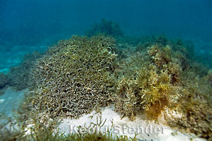 The Devastating Impact Of Invasive Seaweed On Australian Marine Fauna The Devastating Impact Of Invasive Seaweed On Australian Marine Fauna