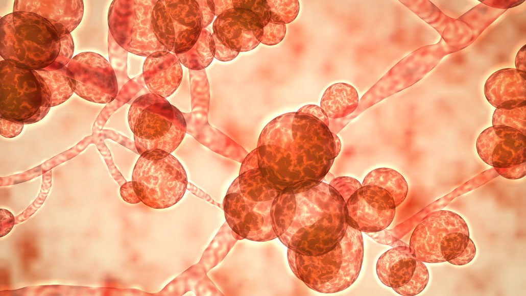 The Growing Threat Of Fungal Infections In A Warming World The Growing Threat Of Fungal Infections In A Warming World