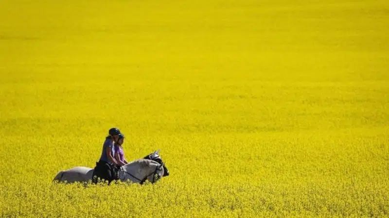 The Impact Of Canada-China Relations On Canola Trade The Impact Of Canada-China Relations On Canola Trade
