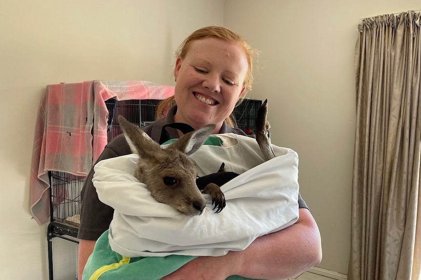 The Impact Of Kangaroo Overgrazing On South Australian Farmers During Drought The Impact Of Kangaroo Overgrazing On South Australian Farmers During Drought