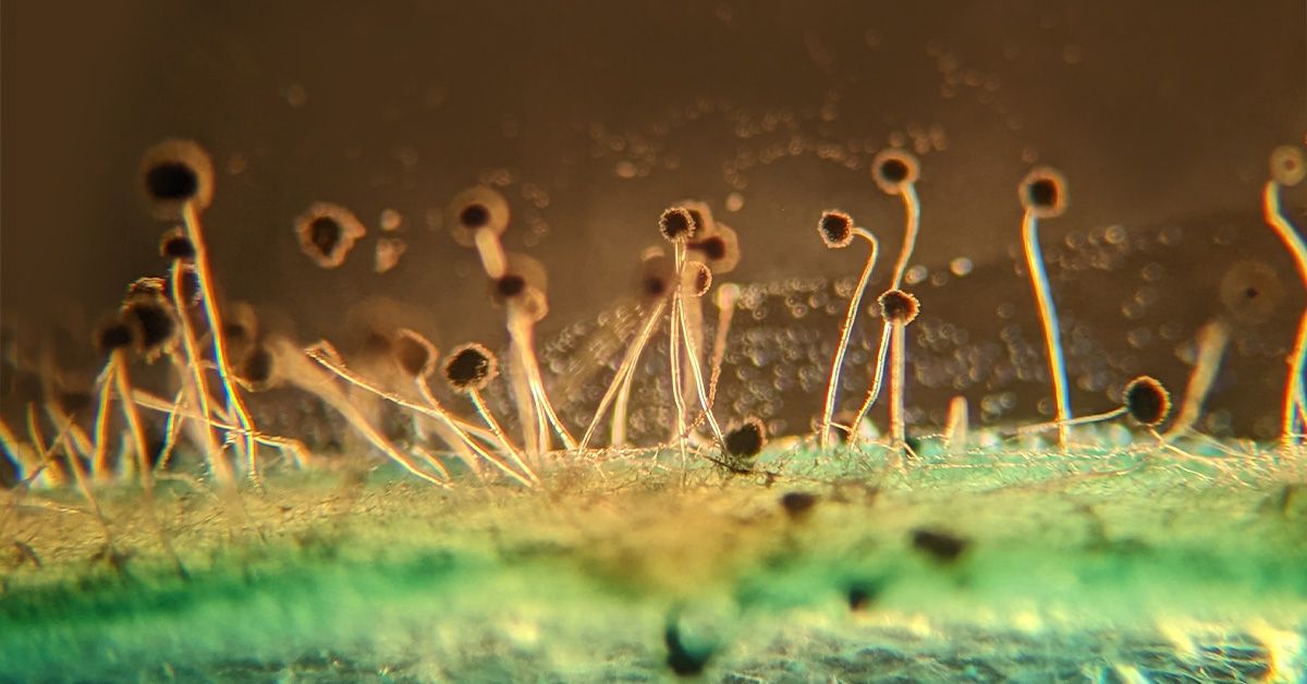 The Impact Of Rising Temperatures On Fungal Pathogens The Impact Of Rising Temperatures On Fungal Pathogens