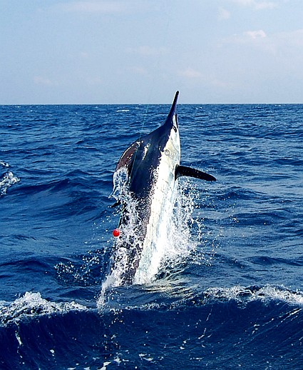 The Impact Of Torpedo Bats On Modern Marlin Fishing Techniques The Impact Of Torpedo Bats On Modern Marlin Fishing Techniques