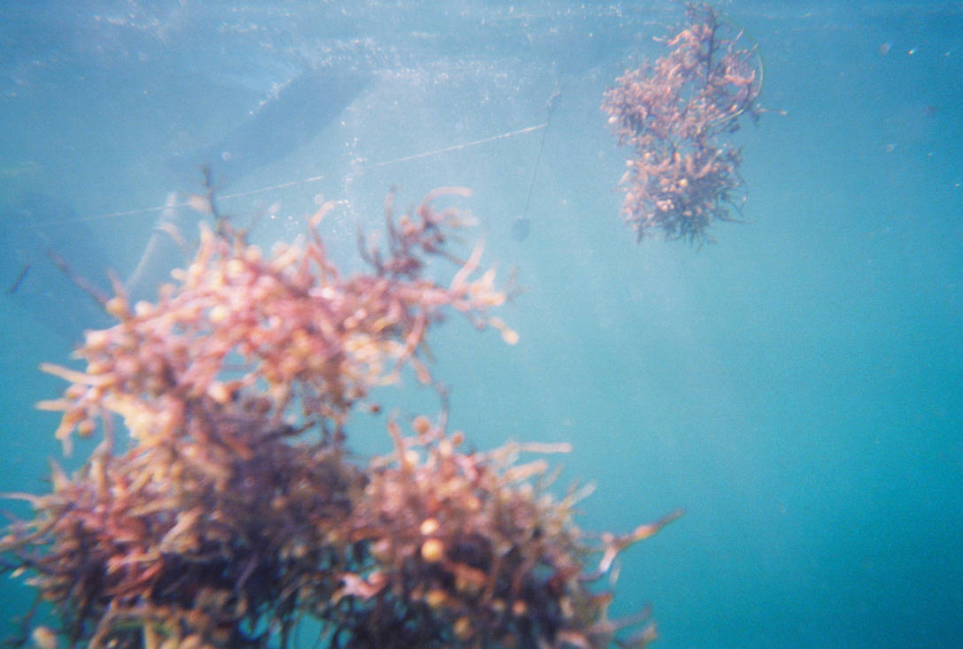 The Killer Seaweed Threatening Australia's Marine Life The Killer Seaweed Threatening Australia's Marine Life