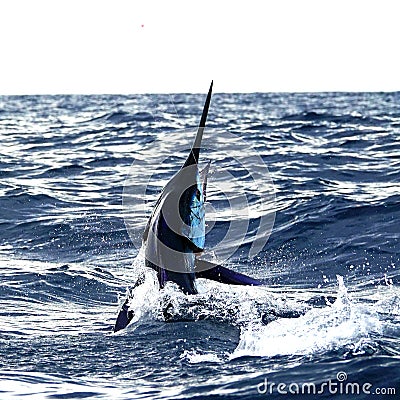 The Rise Of Torpedo Bats In Marlin Fishing The Rise Of Torpedo Bats In Marlin Fishing