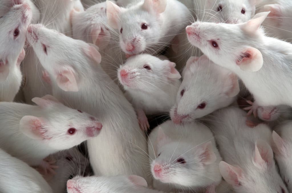 The Truth About US Funding For Transgender-Related Mouse Research The Truth About US Funding For Transgender-Related Mouse Research