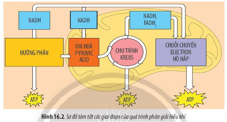 Thời Gian Xông Hơi: Bao Lâu Là Đủ Và Những Điều Cần Biết Thời Gian Xông Hơi: Bao Lâu Là Đủ Và Những Điều Cần Biết