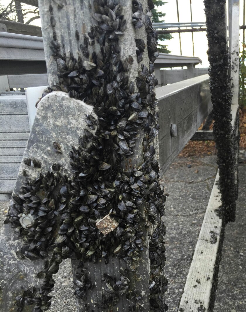 Thousands Of Zebra Mussels Discovered On Boat Lift In Casper Thousands Of Zebra Mussels Discovered On Boat Lift In Casper
