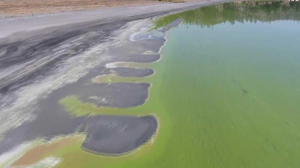 Toxic Algae Bloom Threatens California's Coastal Ecosystem Toxic Algae Bloom Threatens California's Coastal Ecosystem