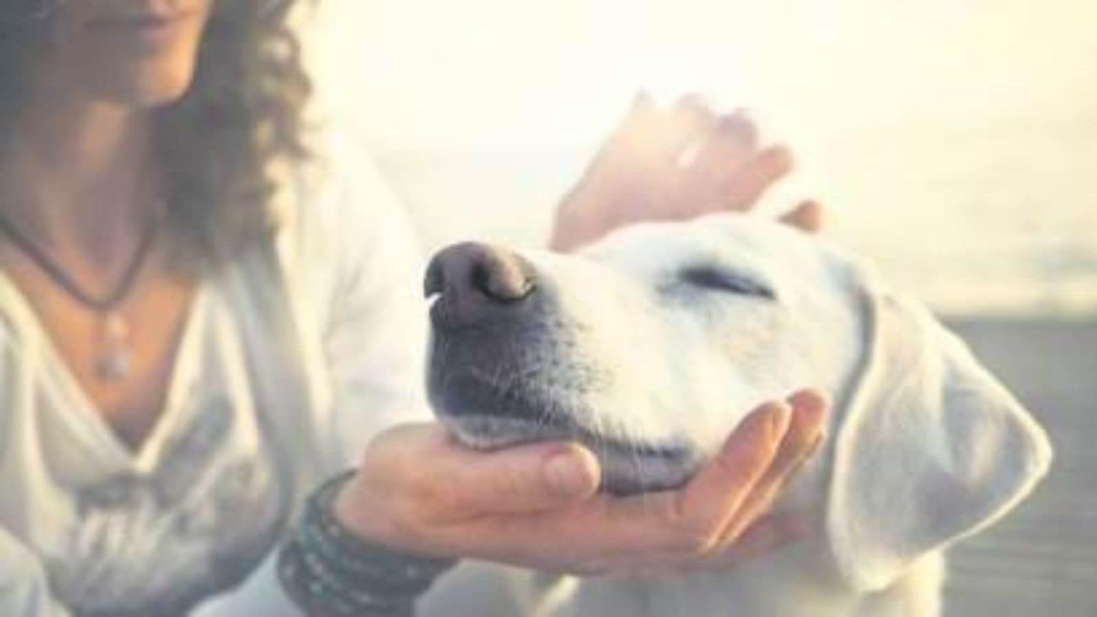Travel With Pets On Uber In Mumbai: A Complete Guide Travel With Pets On Uber In Mumbai: A Complete Guide