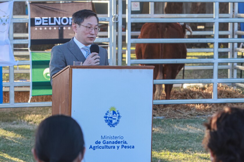Tres Toros Uruguayos Rumbo A China: Un Regalo Presidencial Para Xi Jinping Tres Toros Uruguayos Rumbo A China: Un Regalo Presidencial Para Xi Jinping